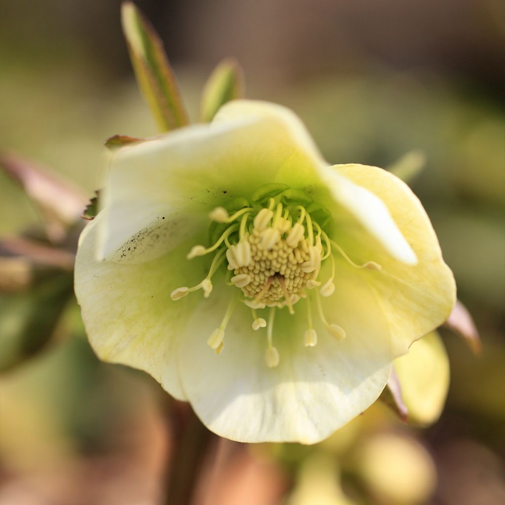 Hellébore hybridus Yellow Strain