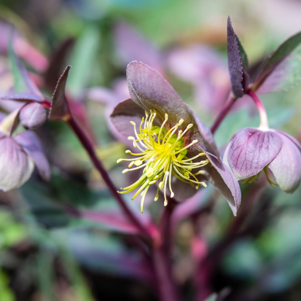 Helleborus lividus - Elleboro