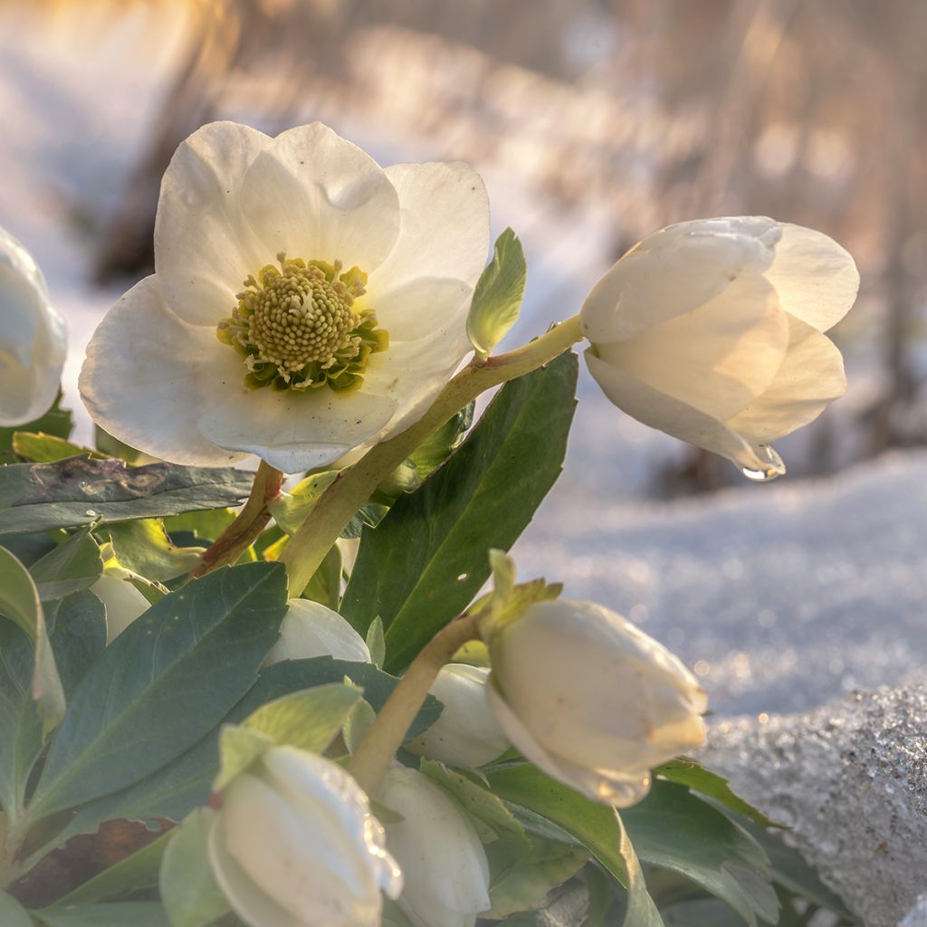 Helleborus niger