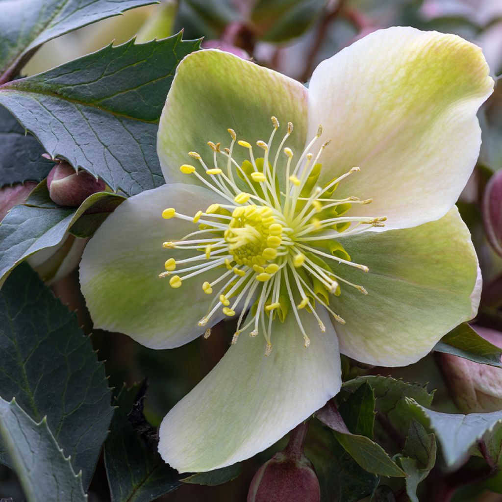 Helleborus niger