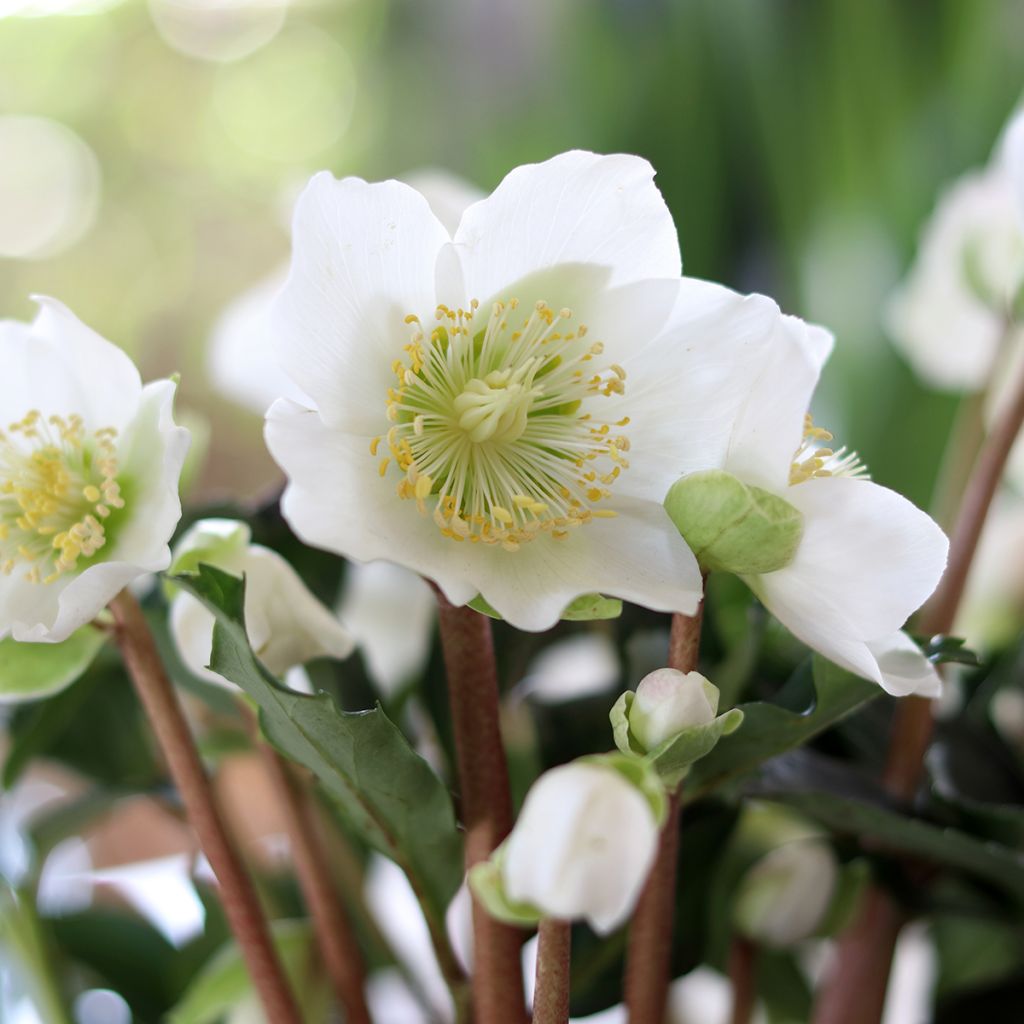 Helleborus niger