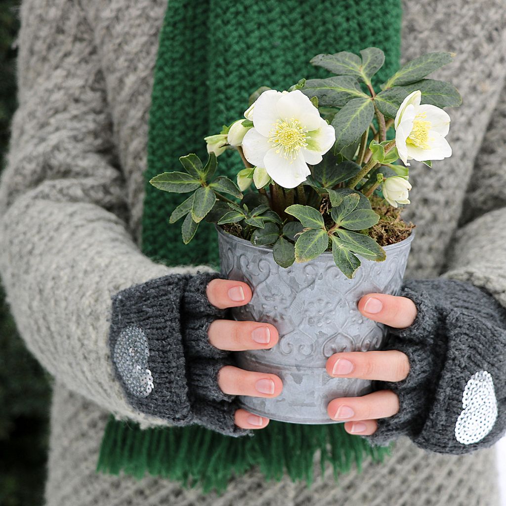 Helleborus niger