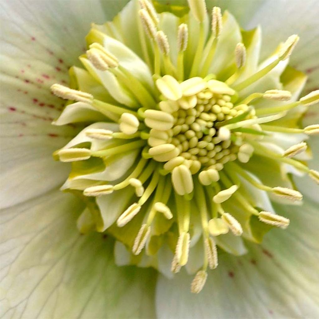 Hellébore orientale Anémone Blanc pur