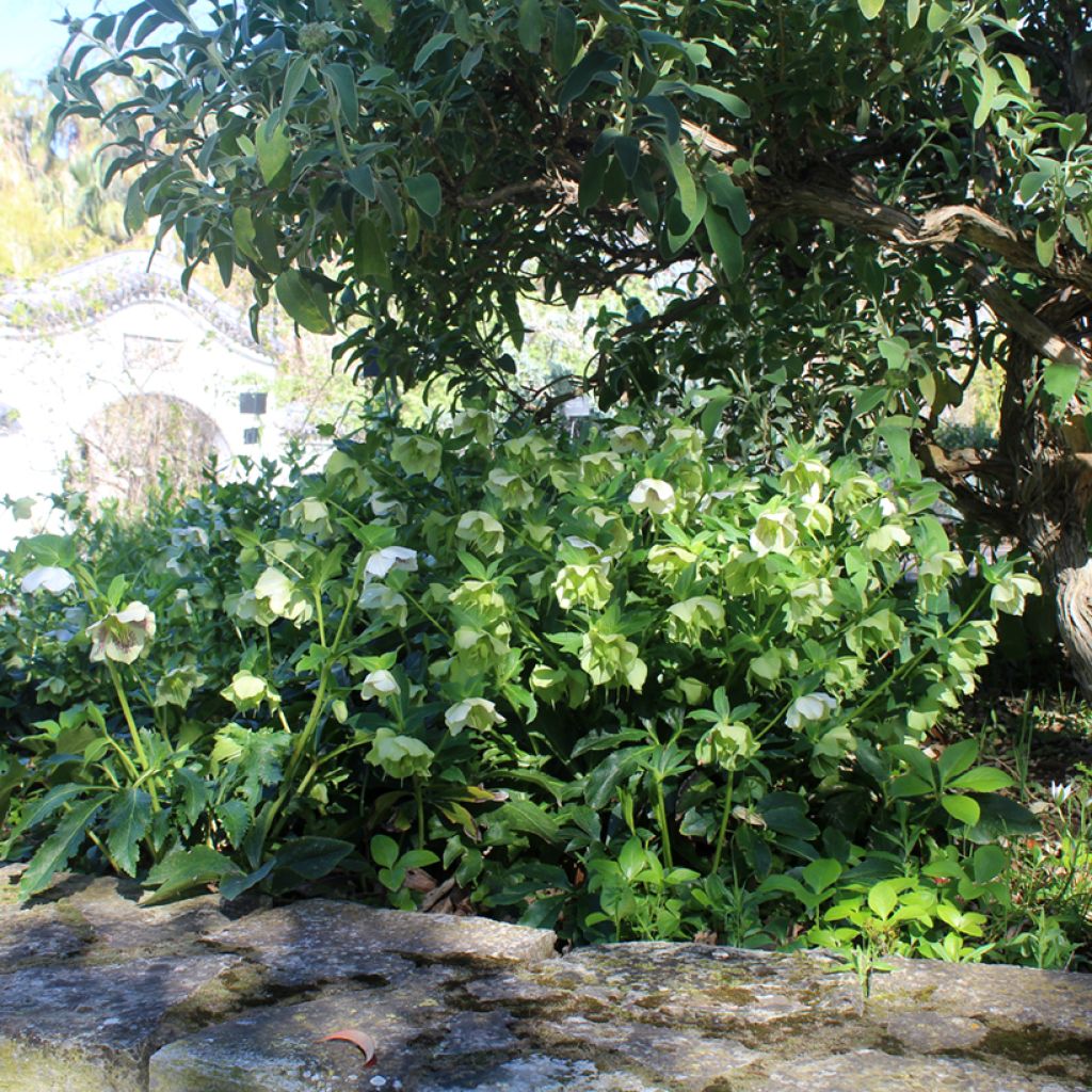 Helleborus White guttatus - Elleboro