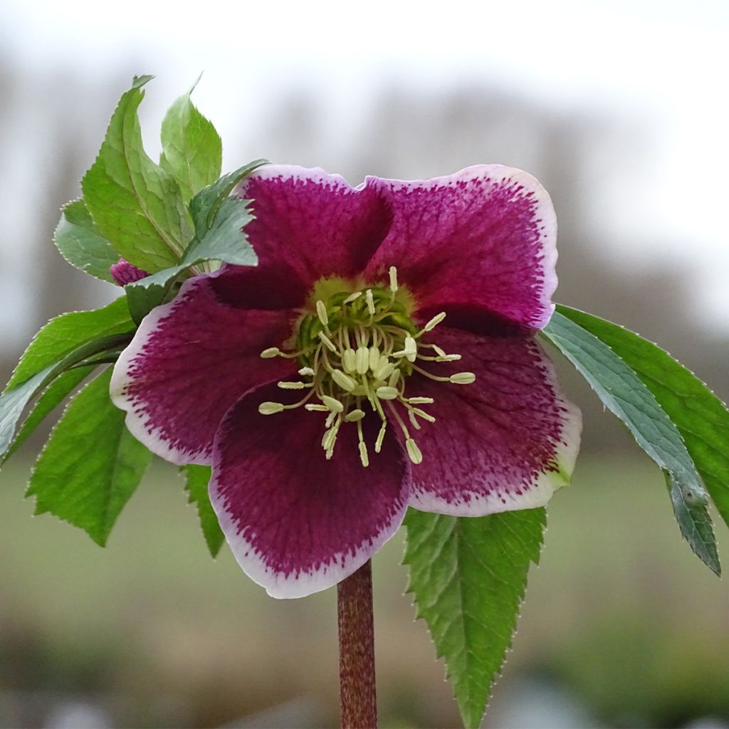 Hellébore orientale Magic Aubergine liseré