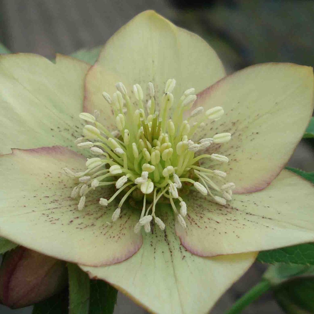 Hellebore orientale guttatus abricot