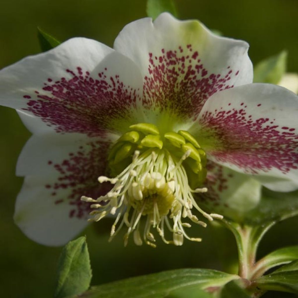 Hellébore orientale guttatus Blanc