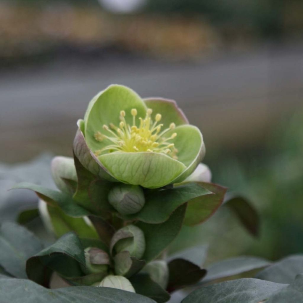 Helleborus sternii Grey Star - Elleboro