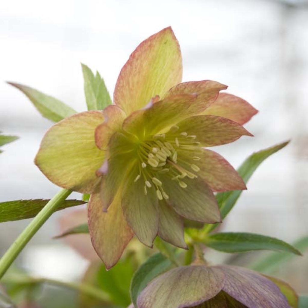 Hellebore Torquatus Party Dress Hybriden