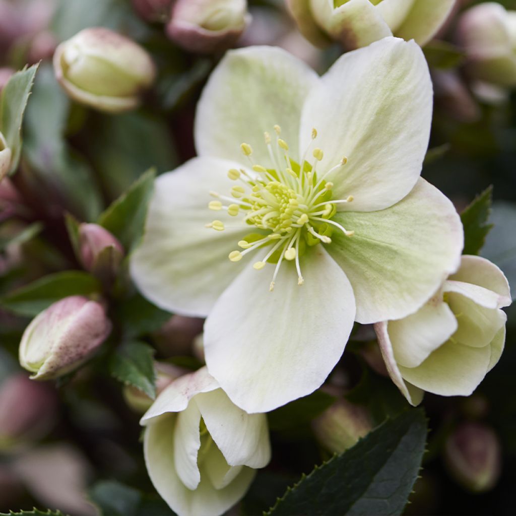 Helleborus ViV Olivia - Elleboro