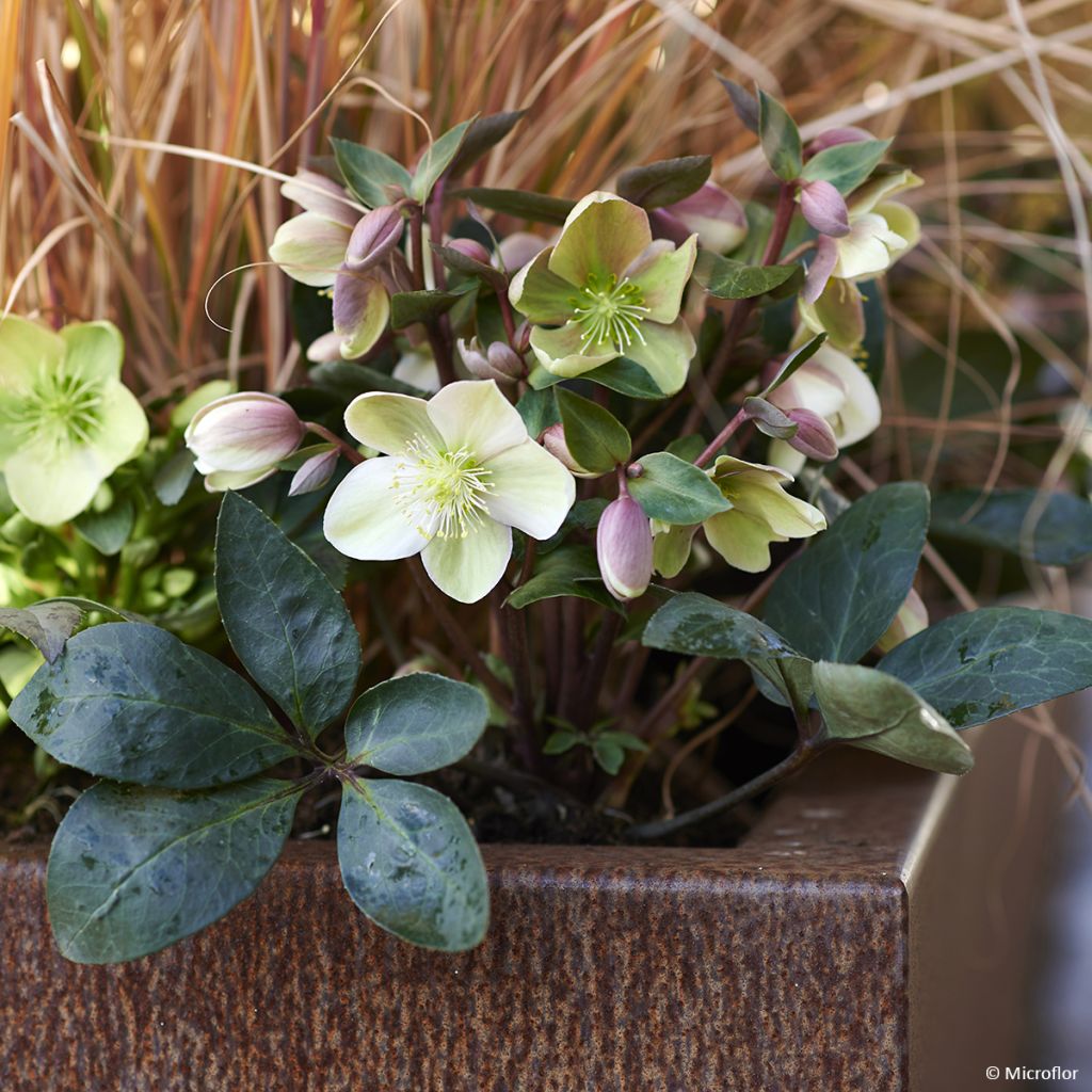 Helleborus ViV Valeria - Elleboro