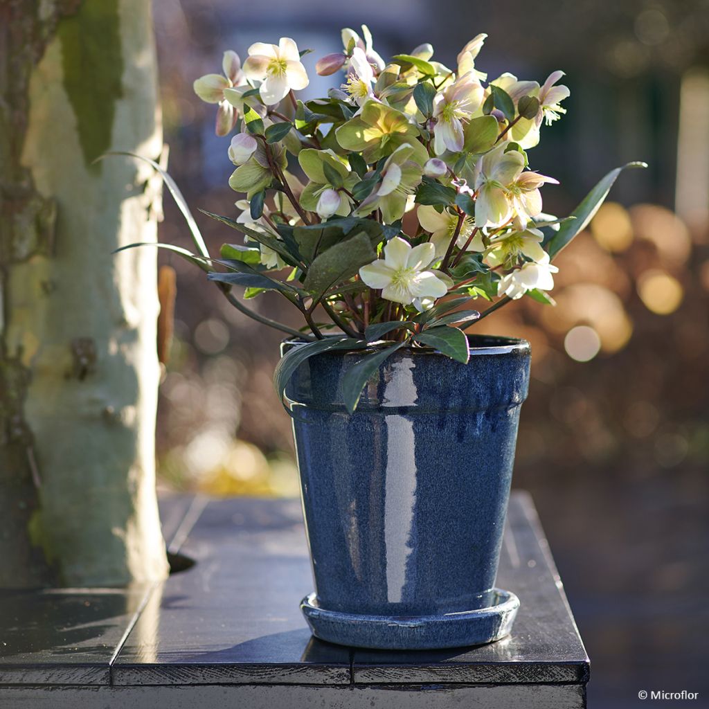 Helleborus ViV Valeria - Elleboro