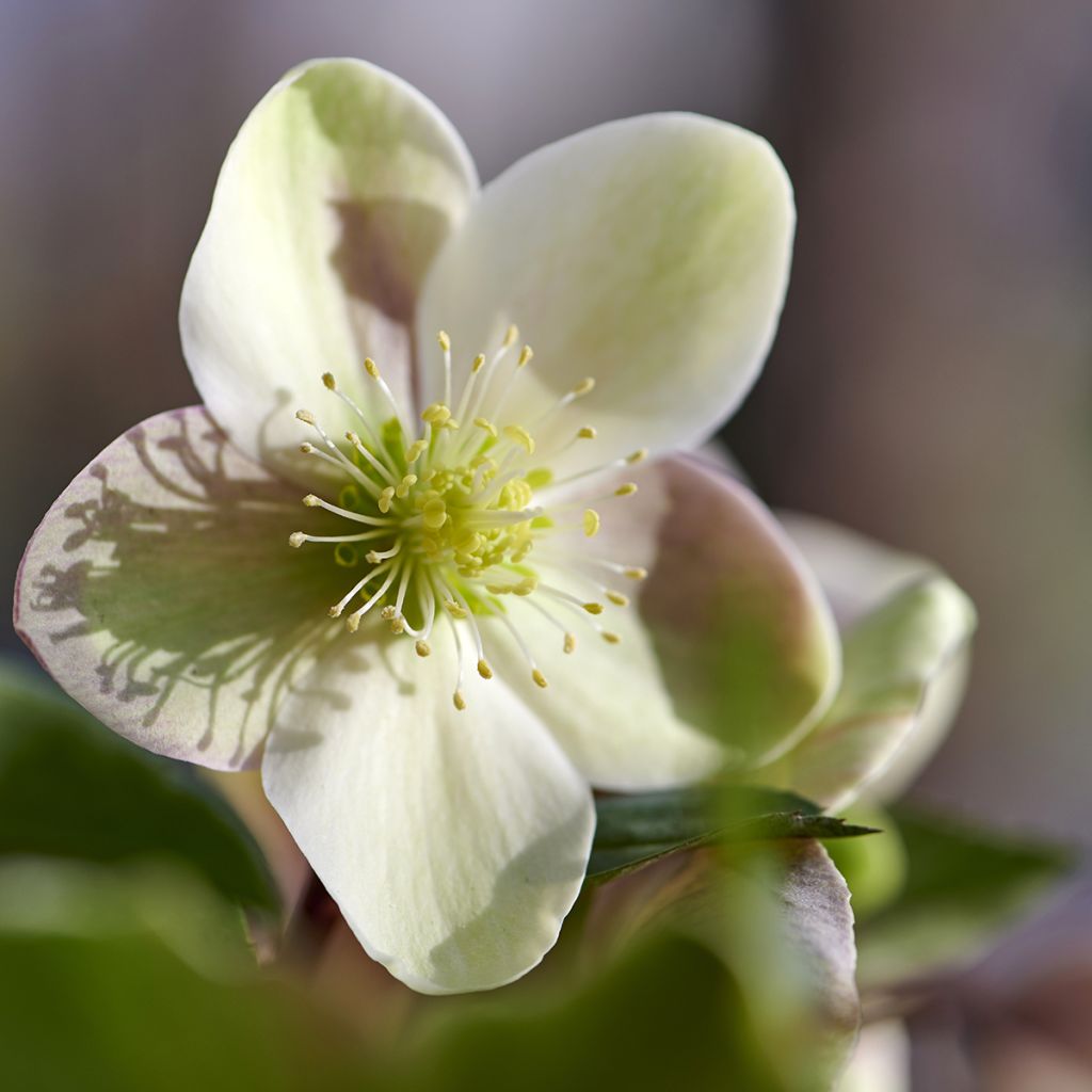 Helleborus ViV Valeria - Elleboro