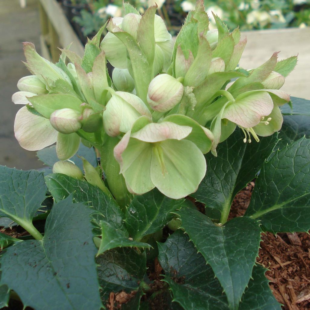 Hellébore  de Corse - Helleborus argutifolius 