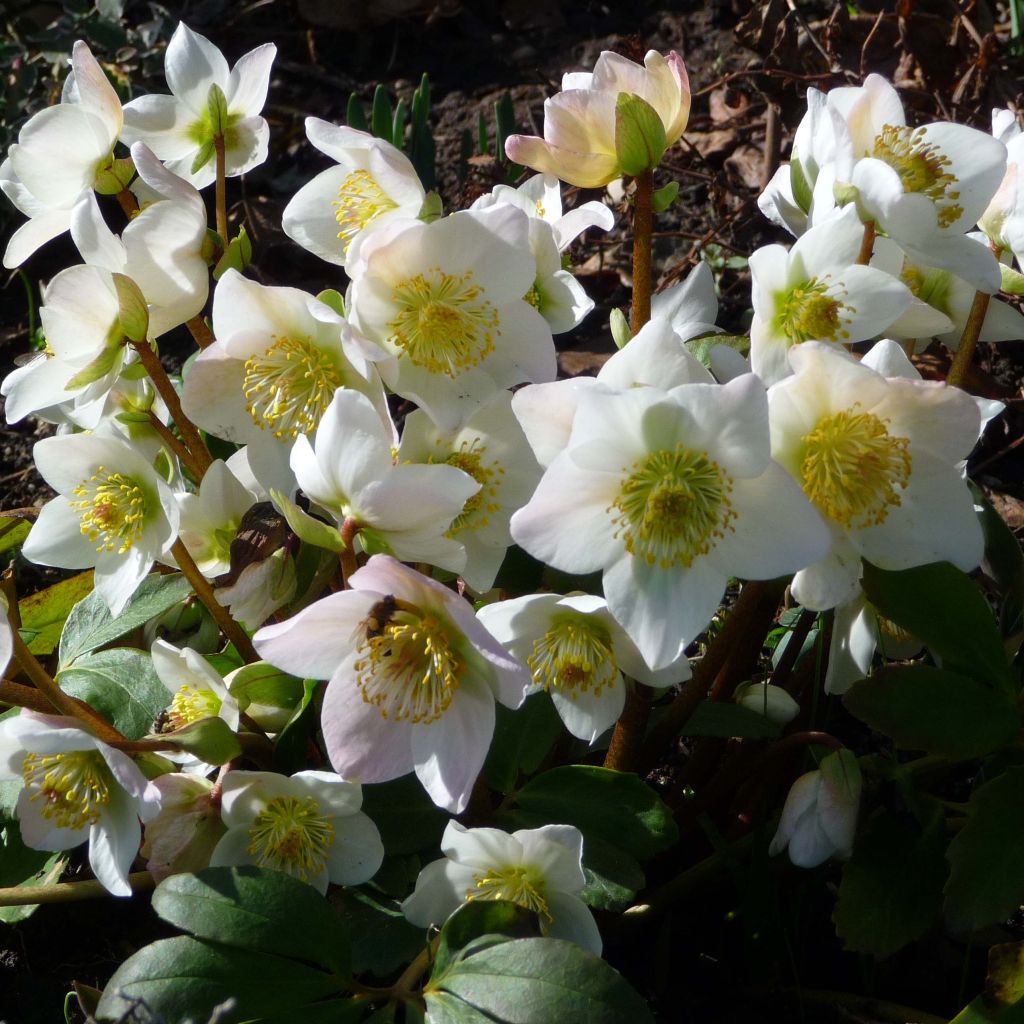 Helleborus niger