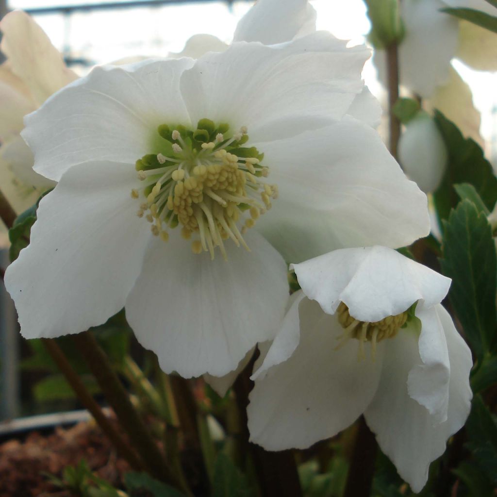 Helleborus niger