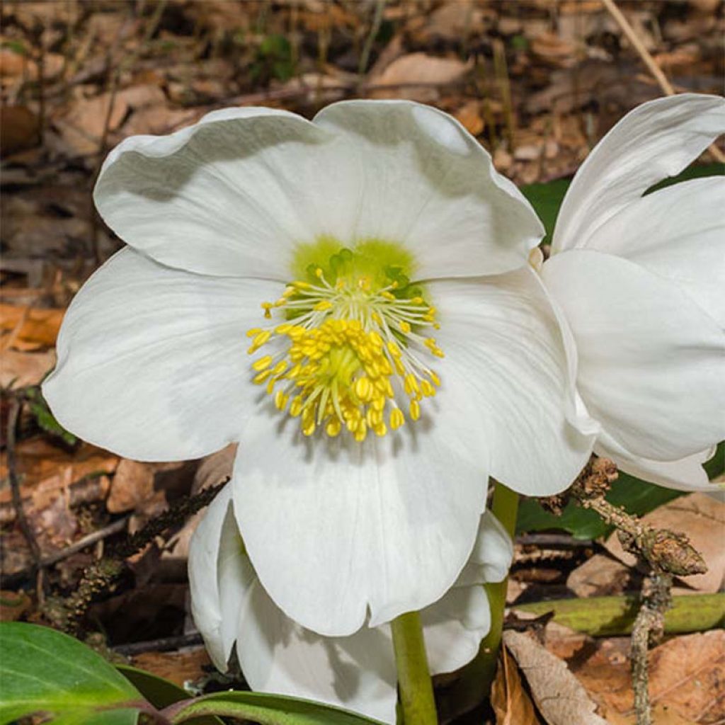 Helleborus niger