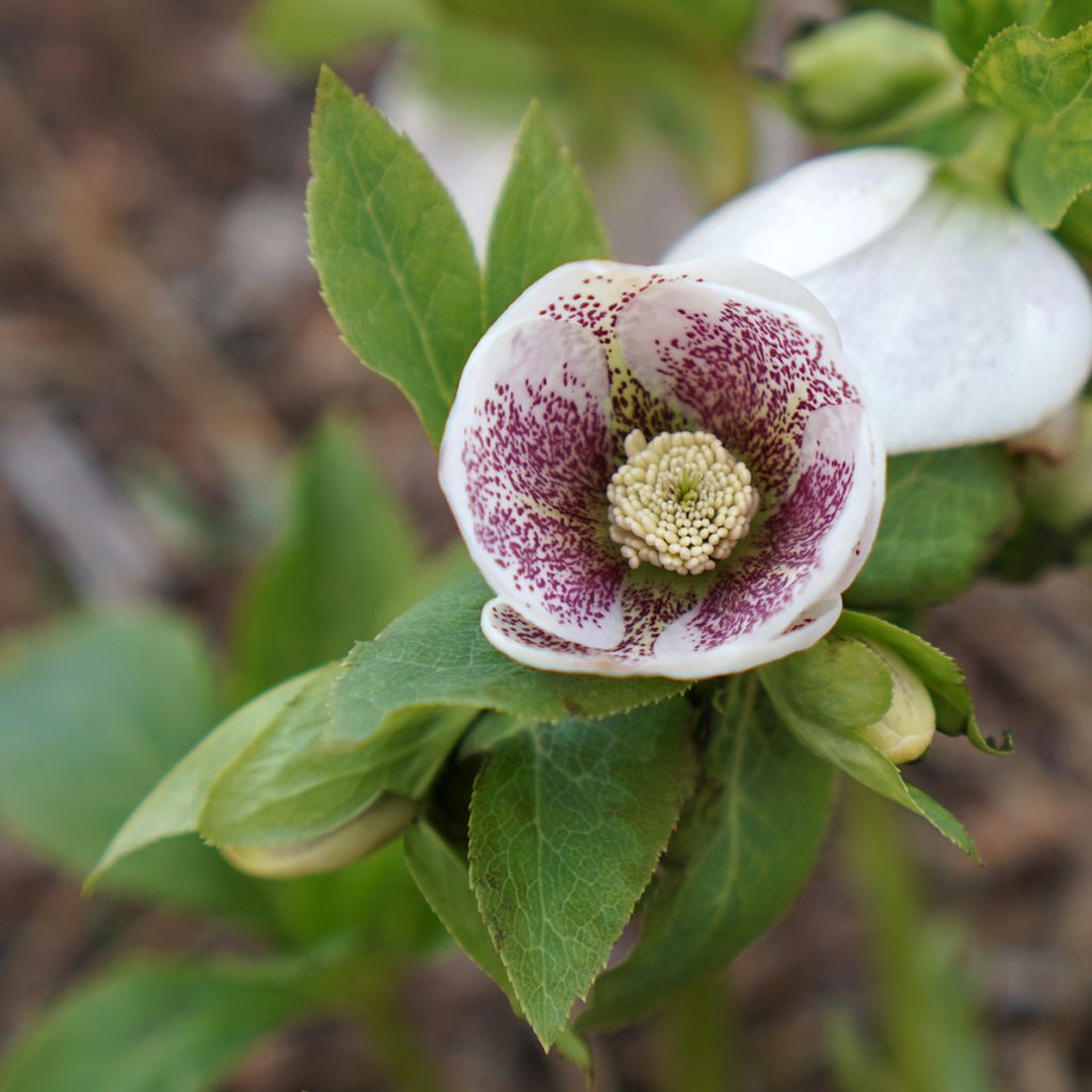 Helleborus Spoted hybrid - Elleboro