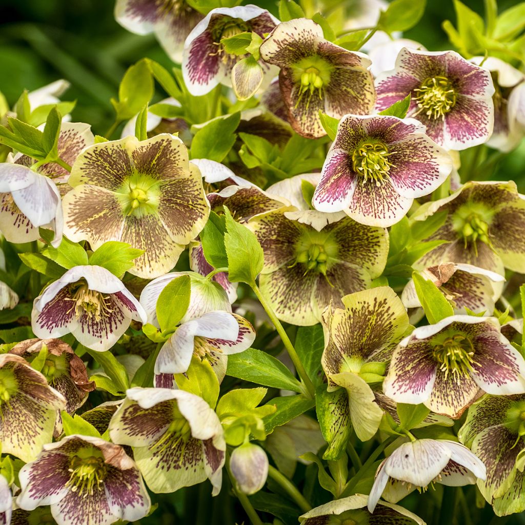 Helleborus Spoted hybrid - Elleboro