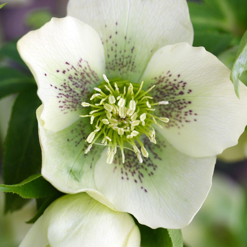 Helleborus Spoted hybrid - Elleboro