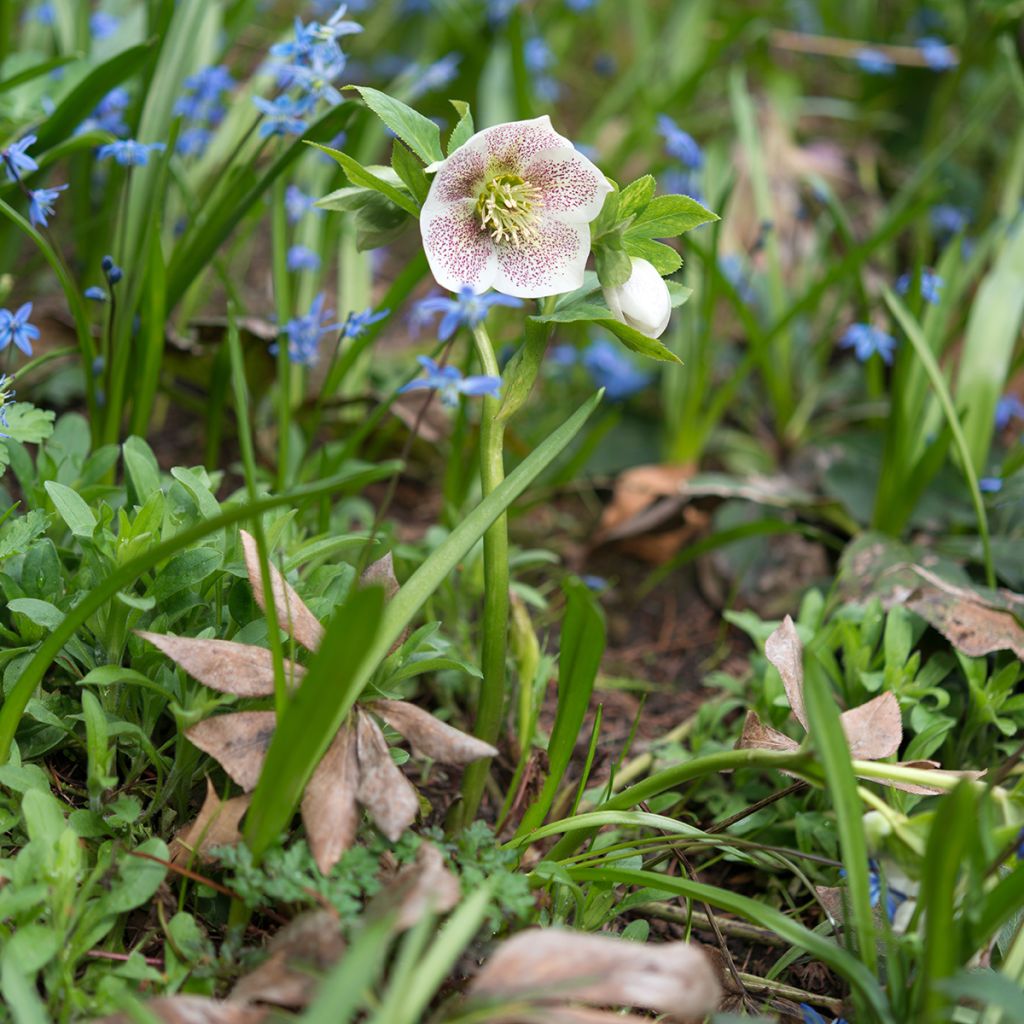 Helleborus Spoted hybrid - Elleboro