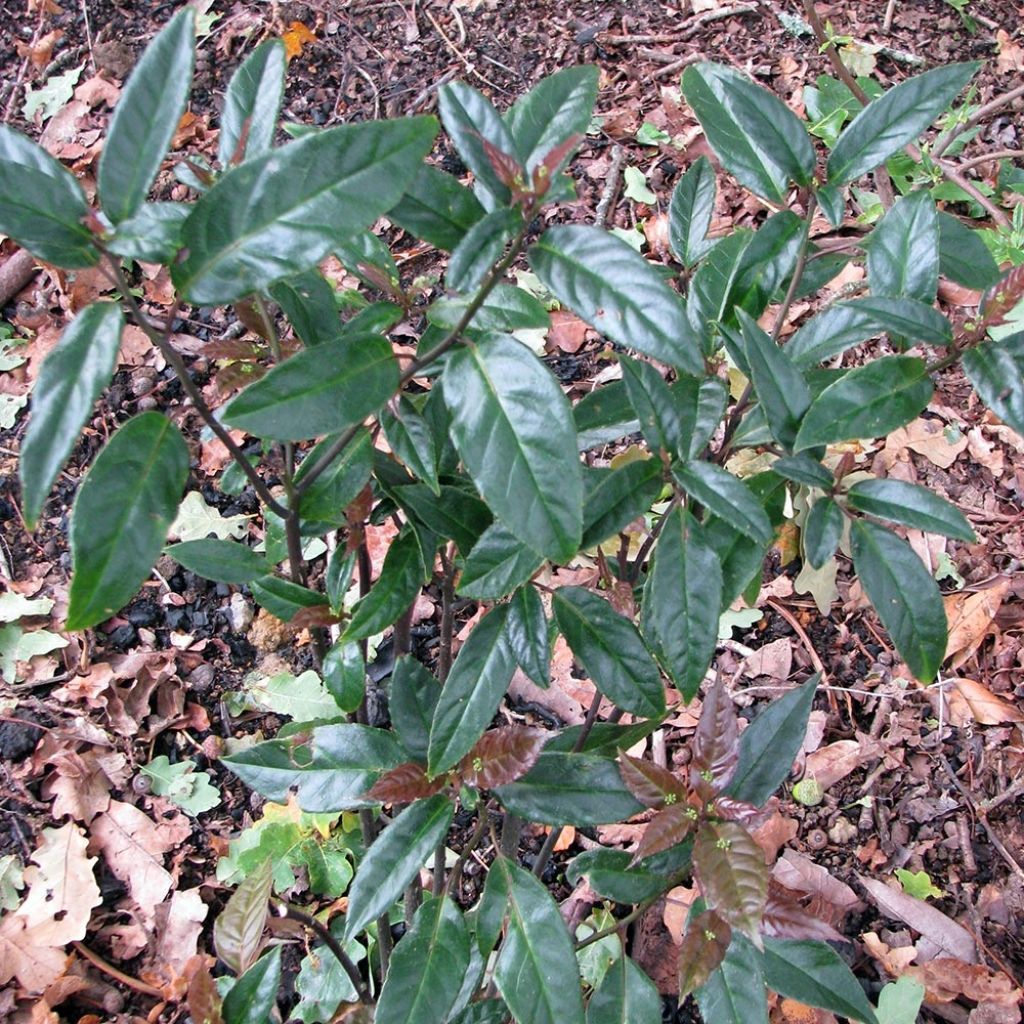 Helwingia chinensis - Helwingie de Chine