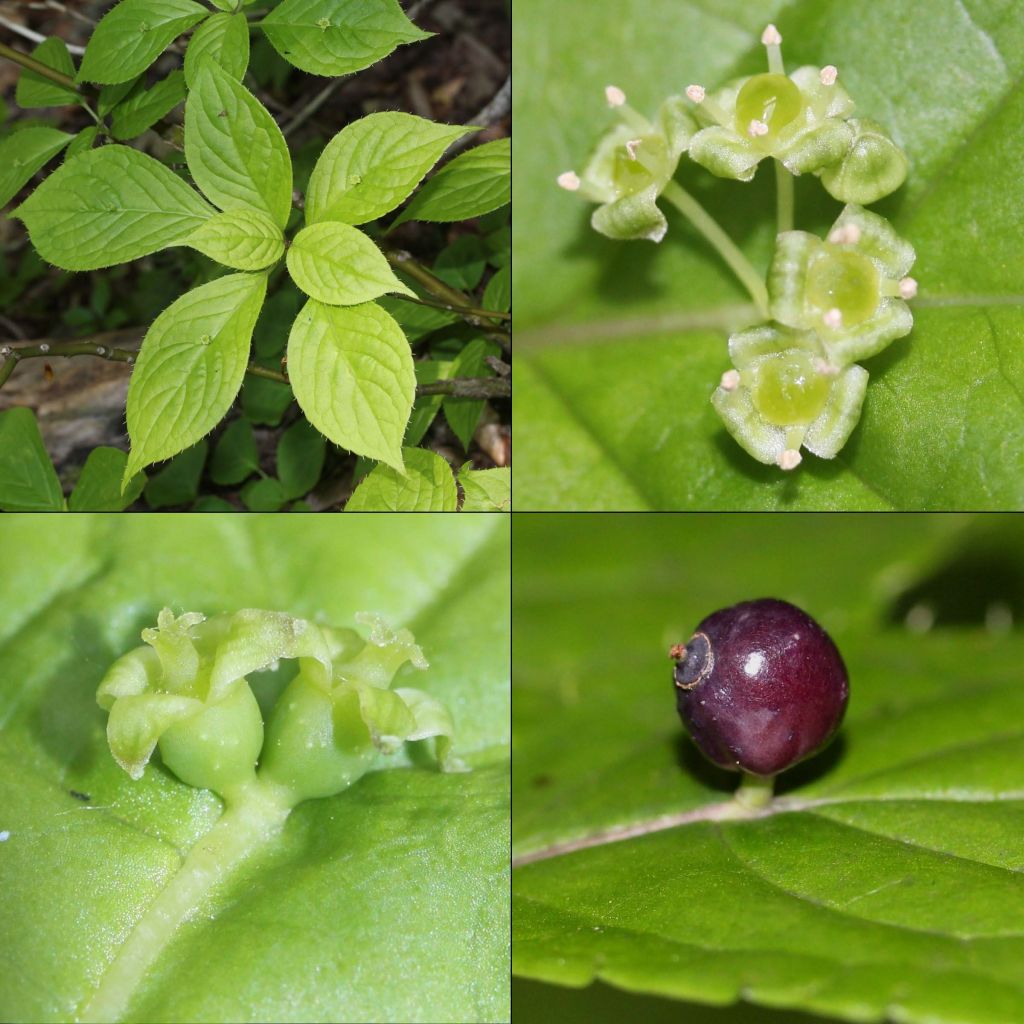 Helwingia japonica - Helwingie du Japon