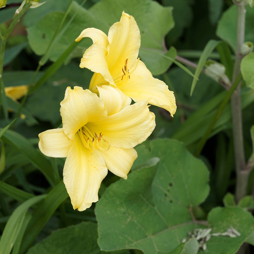 Hemerocallis Alice in Wonderland - Emerocallide