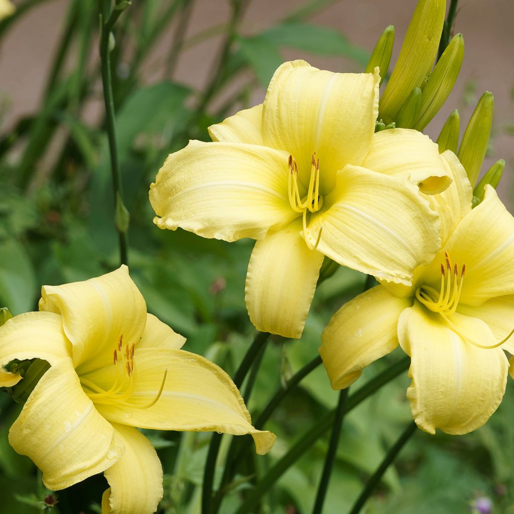 Hemerocallis Alice in Wonderland - Emerocallide