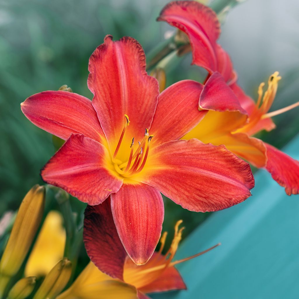 Hemerocallis Amadeus - Emerocallide