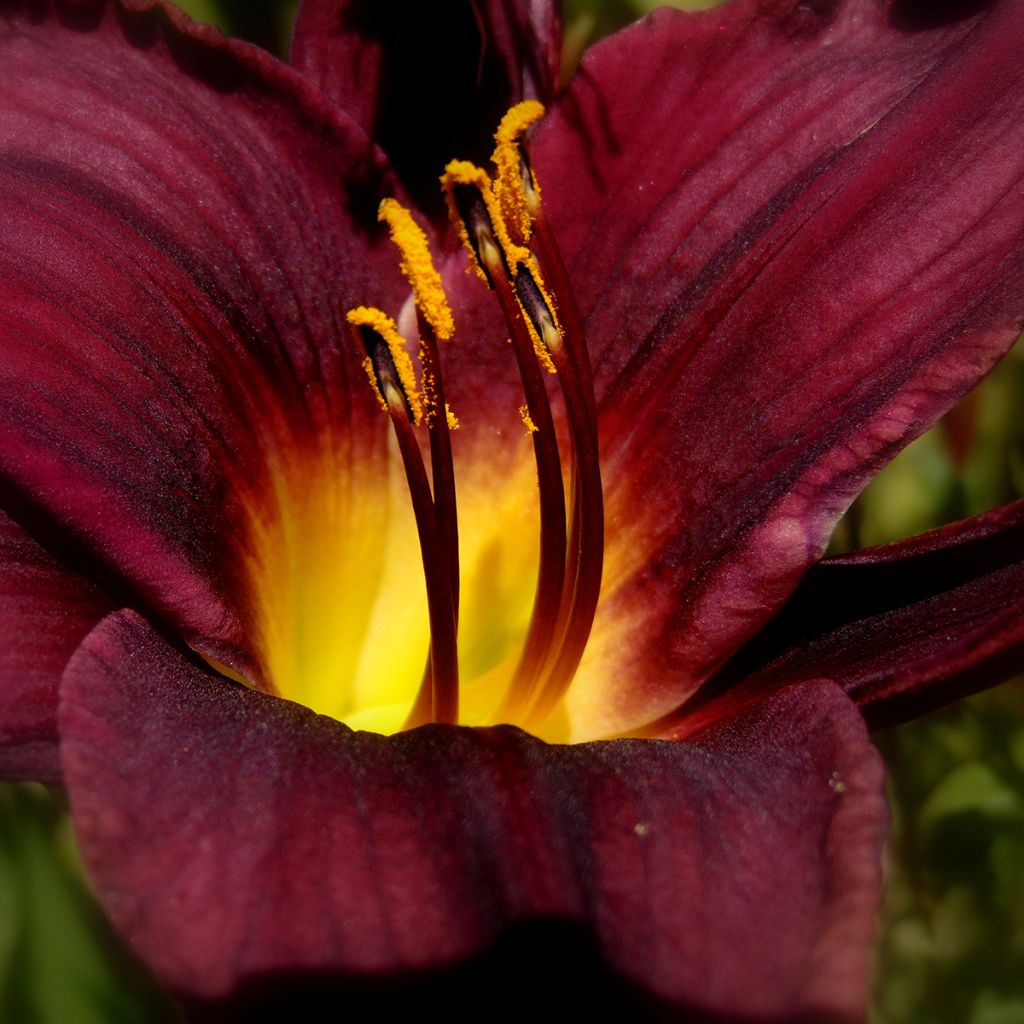 Hemerocallis American Revolution - Emerocallide