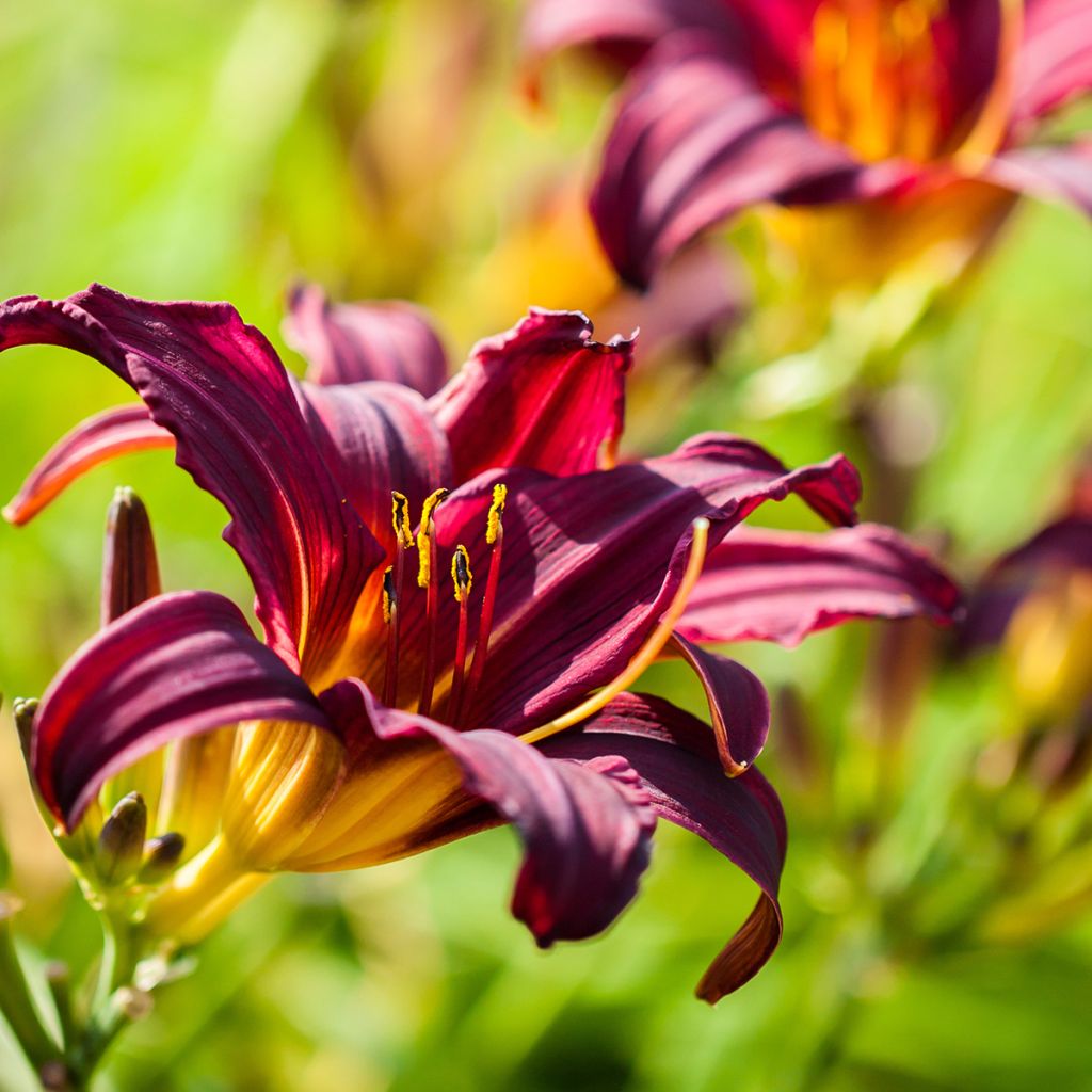 Hemerocallis American Revolution - Emerocallide