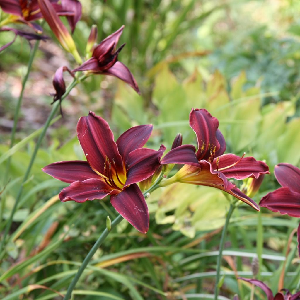 Hemerocallis American Revolution - Emerocallide