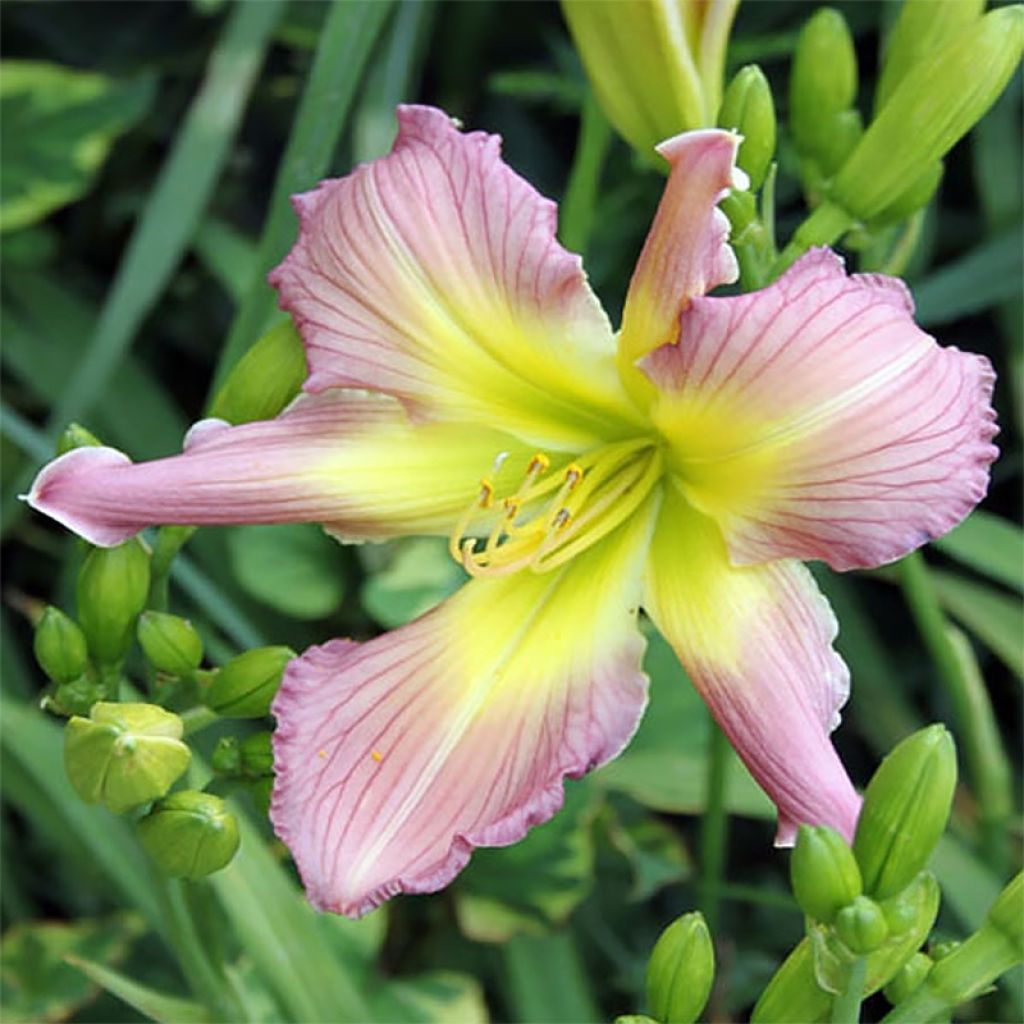 Hemerocallis Amerstone Amethyst Jewel - Emerocallide