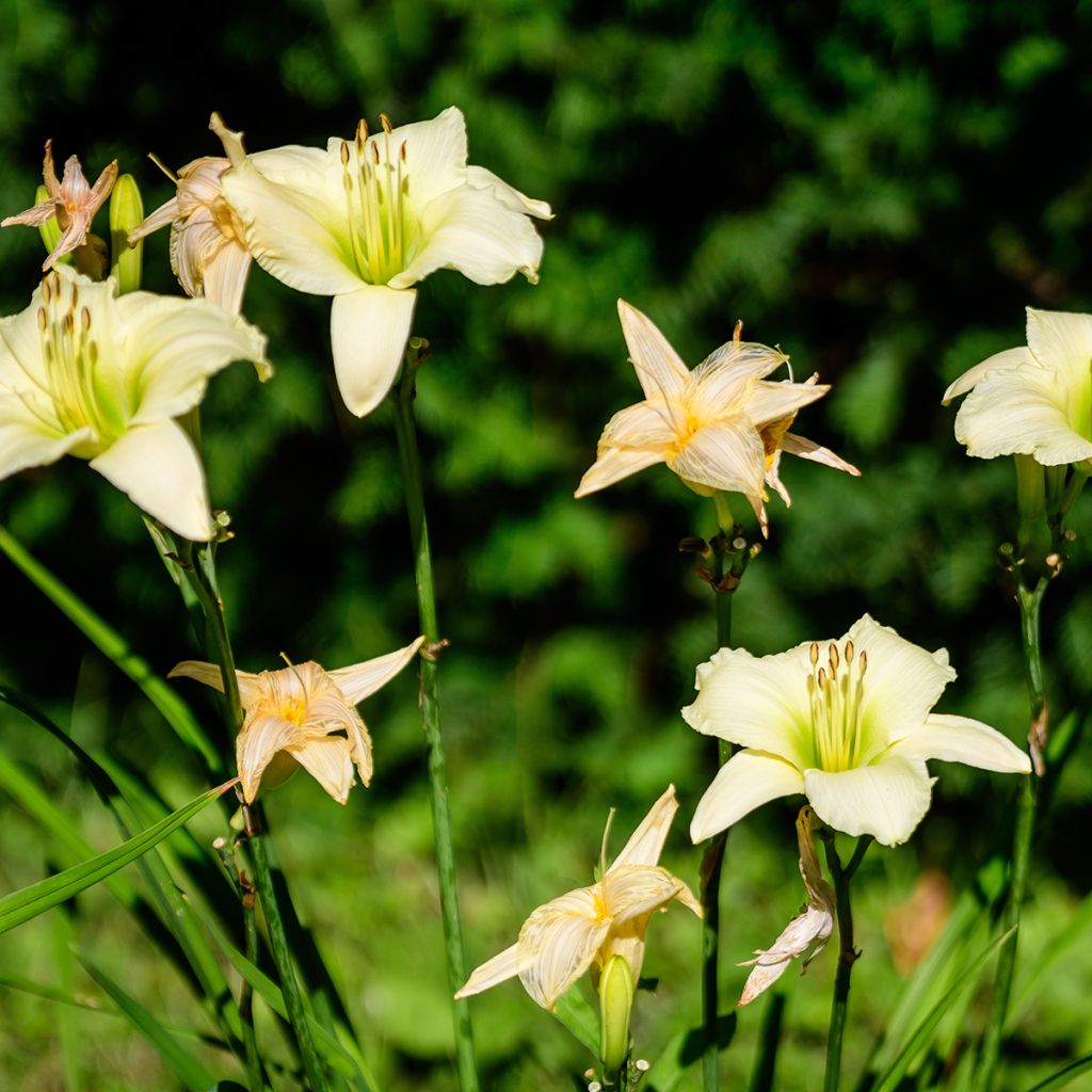 Hemerocallis Arctic Snow - Emerocallide