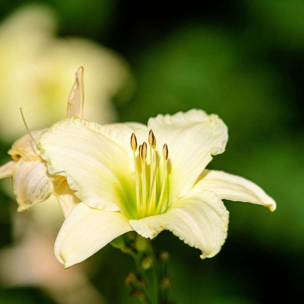 Hemerocallis Arctic Snow - Emerocallide