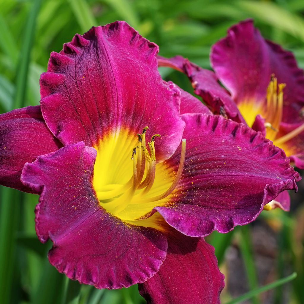 Hemerocallis Bela Lugosi - Emerocallide