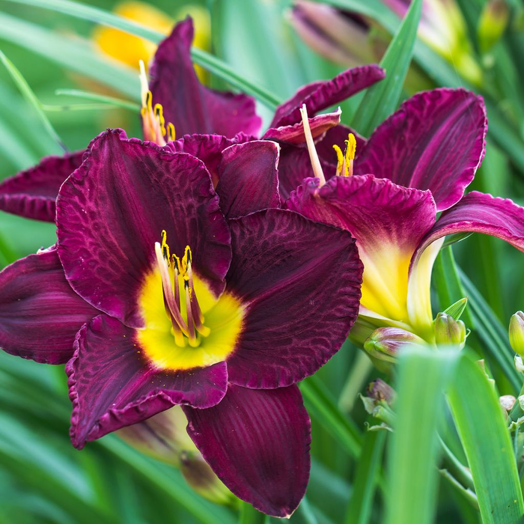 Hemerocallis Bela Lugosi - Emerocallide