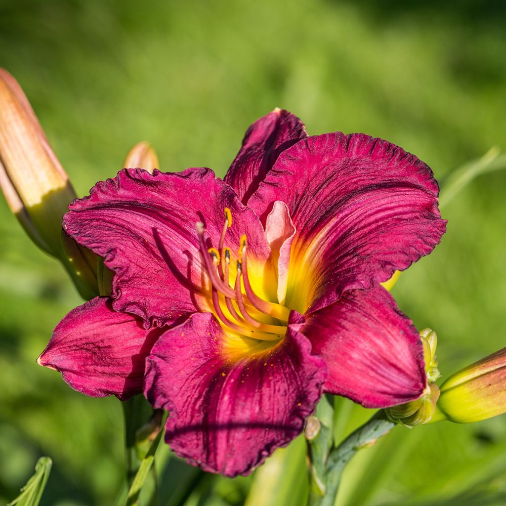 Hemerocallis Bela Lugosi - Emerocallide