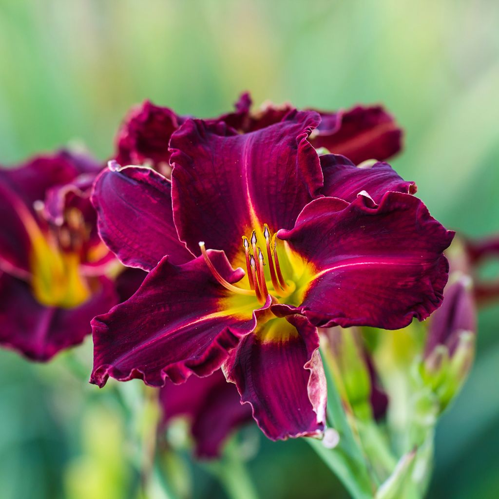 Hemerocallis Bela Lugosi - Emerocallide