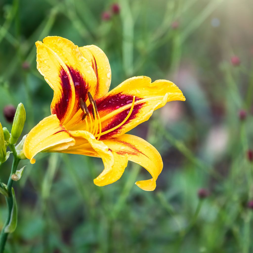 Hemerocallis Bonanza - Emerocallide