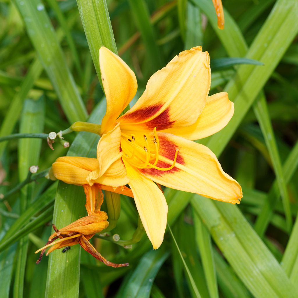 Hemerocallis Bonanza - Emerocallide