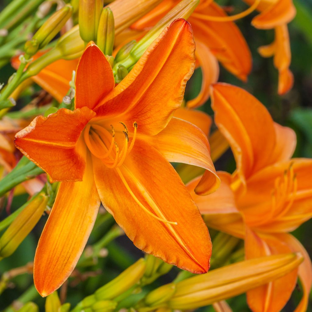 Hemerocallis Burning Daylight - Emerocallide