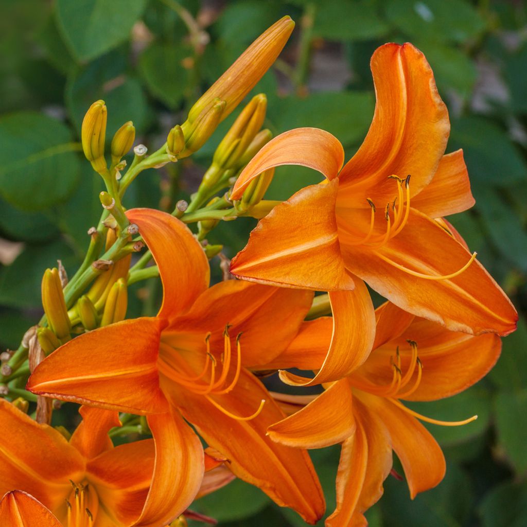 Hemerocallis Burning Daylight - Emerocallide