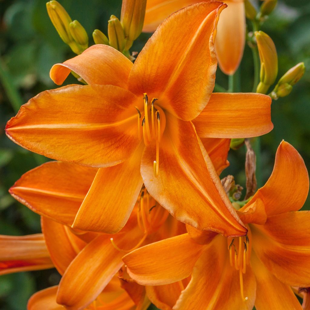 Hemerocallis Burning Daylight - Emerocallide