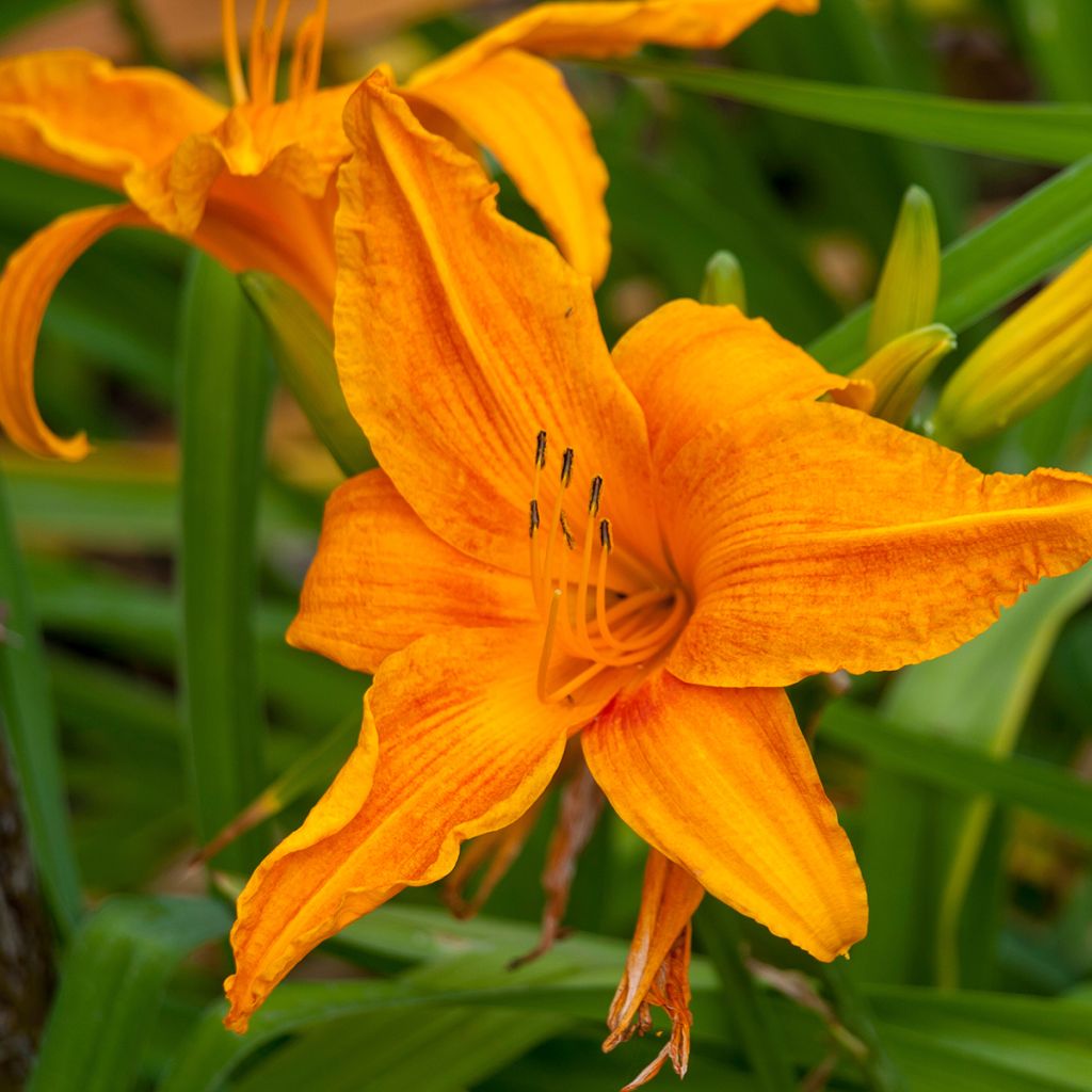 Hemerocallis Burning Daylight - Emerocallide