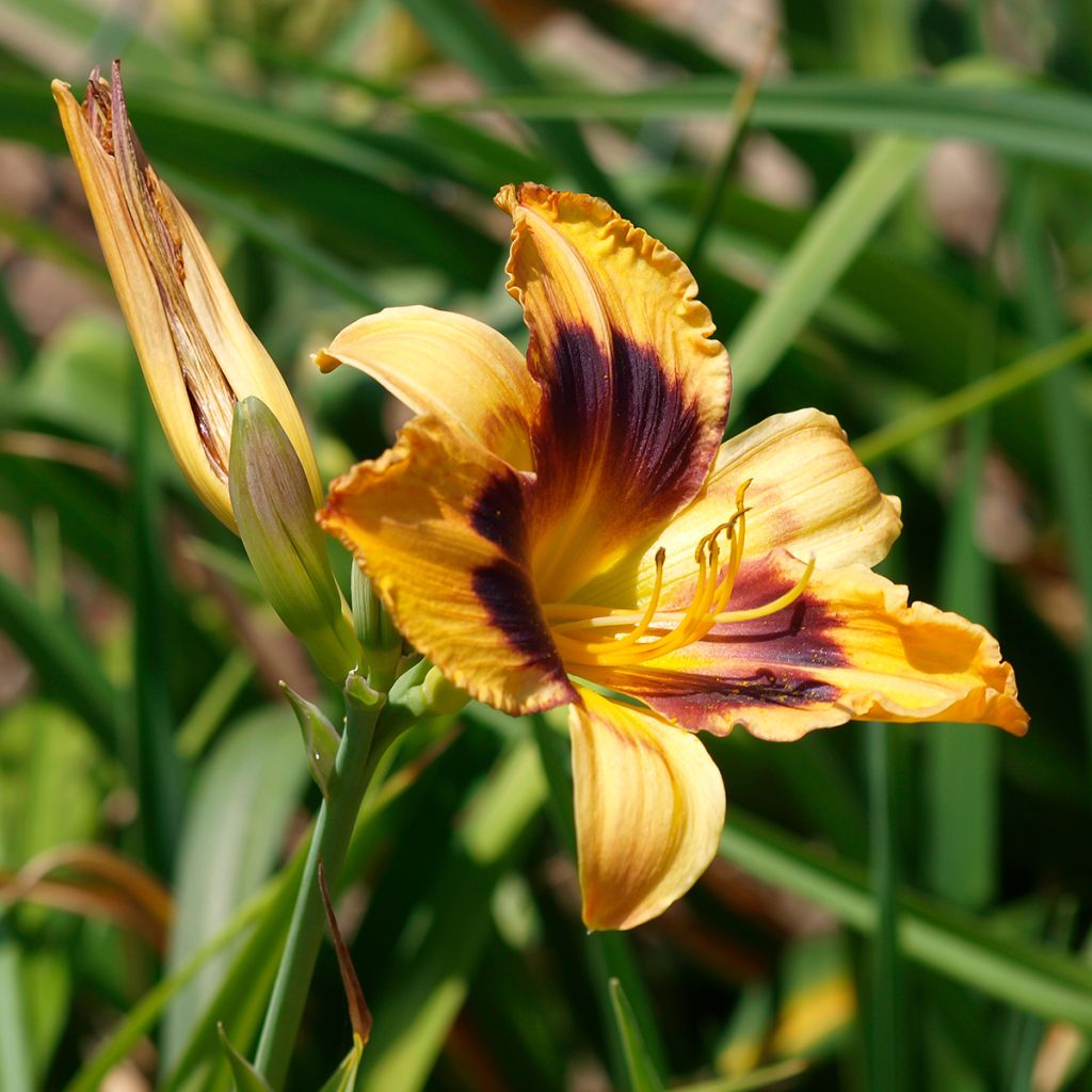 Hemerocallis Canadian Border Patrol - Emerocallide