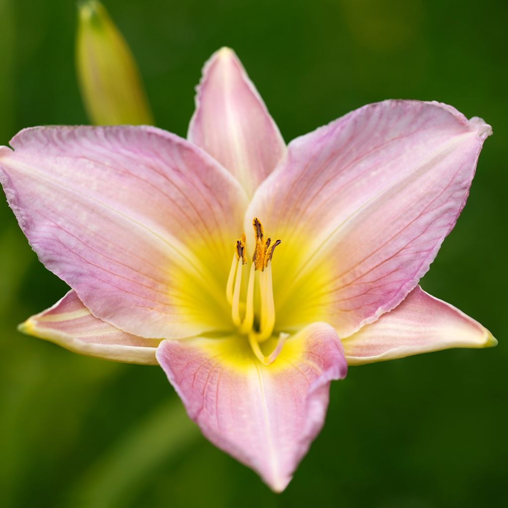 Hemerocallis Catherine Woodbury - Emerocallide