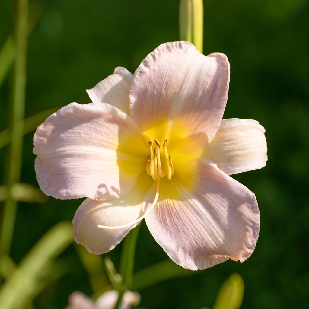 Hemerocallis Catherine Woodbury - Emerocallide