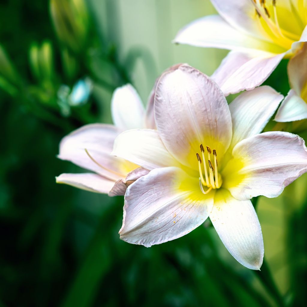 Hemerocallis Catherine Woodbury - Emerocallide